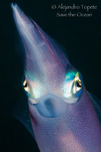 Squid Arrow, Veracruz Mexico by Alejandro Topete 